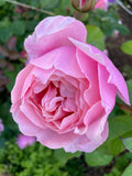 The Alnwick Rose