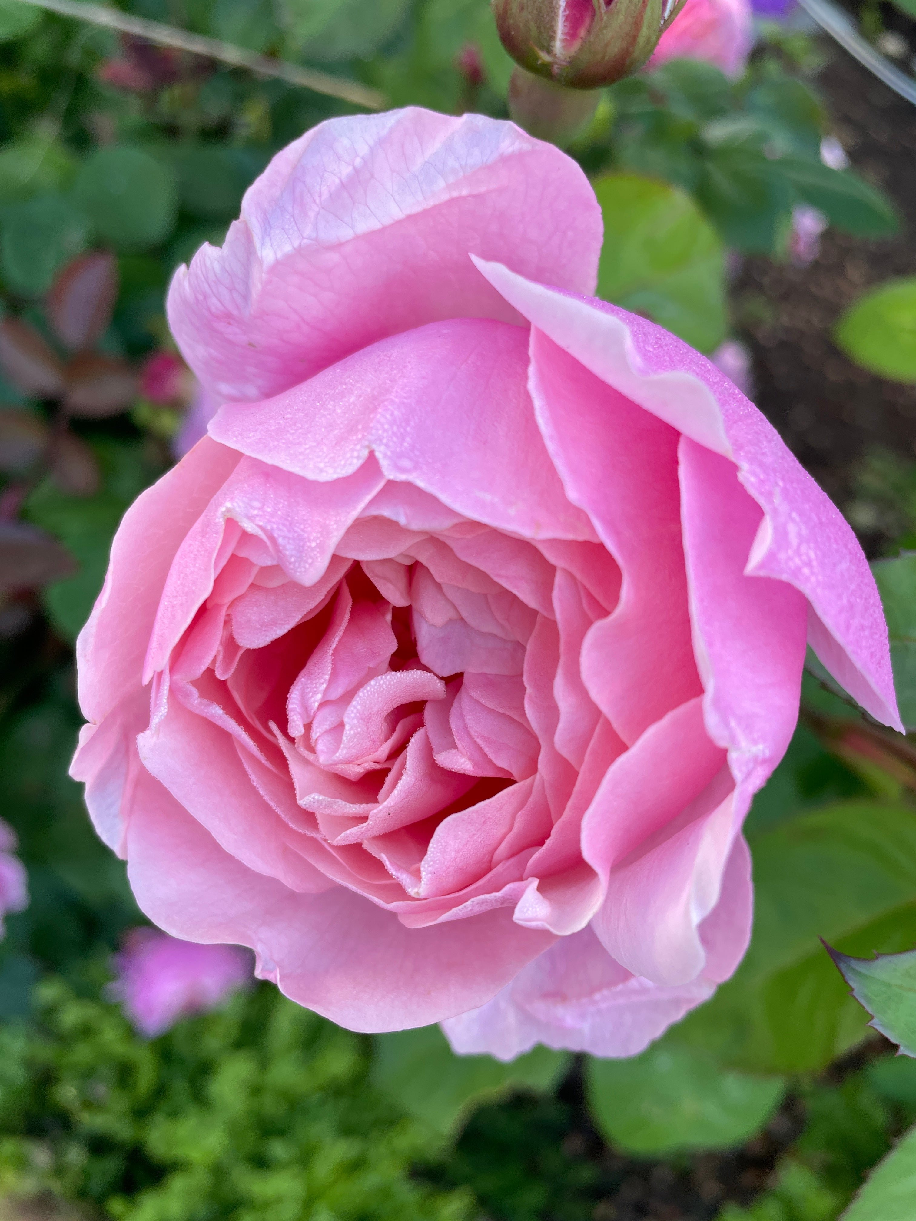 The Alnwick Rose