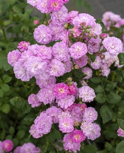 Pretty Polly Lavender