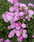 Pretty Polly Lavender