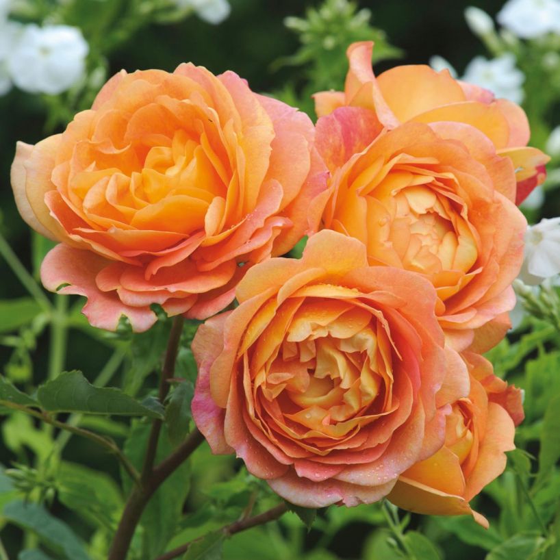 Lady of Shalott