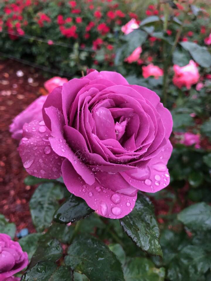 Plum Perfect