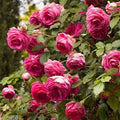 Eden Climber Pretty in Pink
