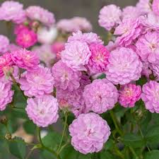 Pretty Polly Lavender