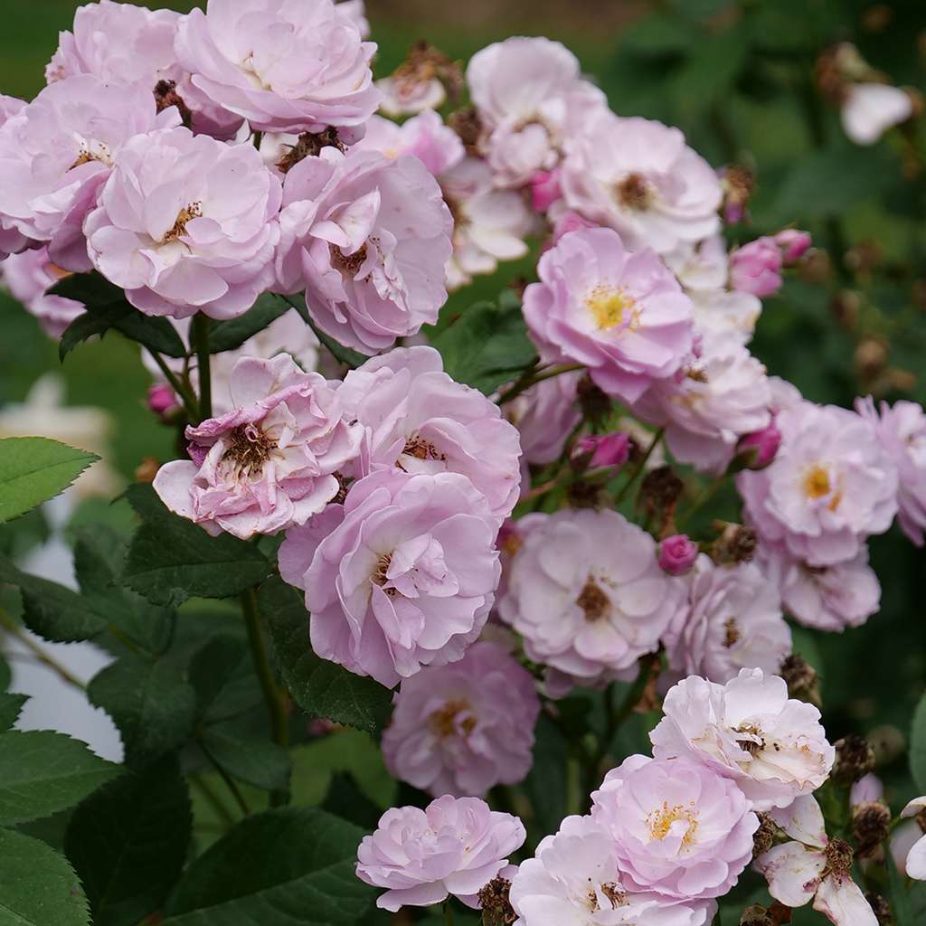 Rise Up Lilac Days