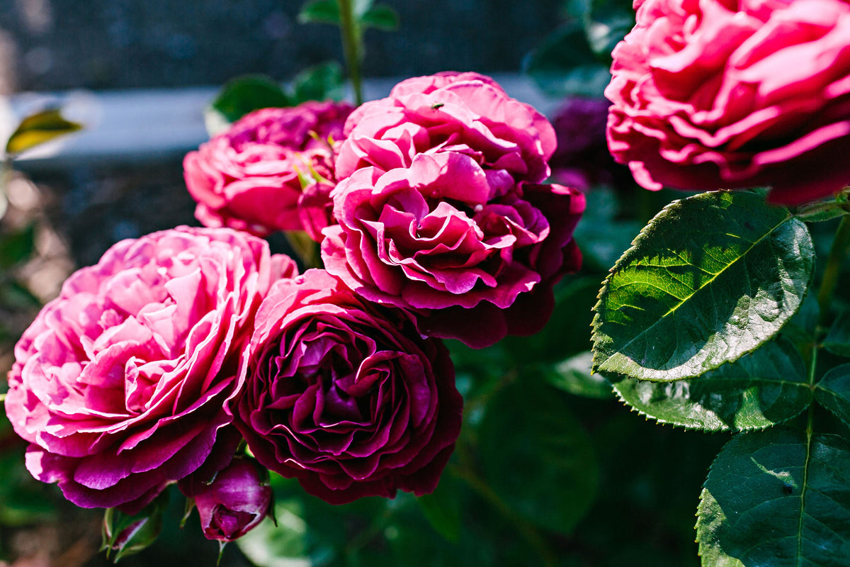 Discovery Roses & Lavender – Discovery Roses & Lavender