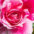 Raspberry Cream Twirl