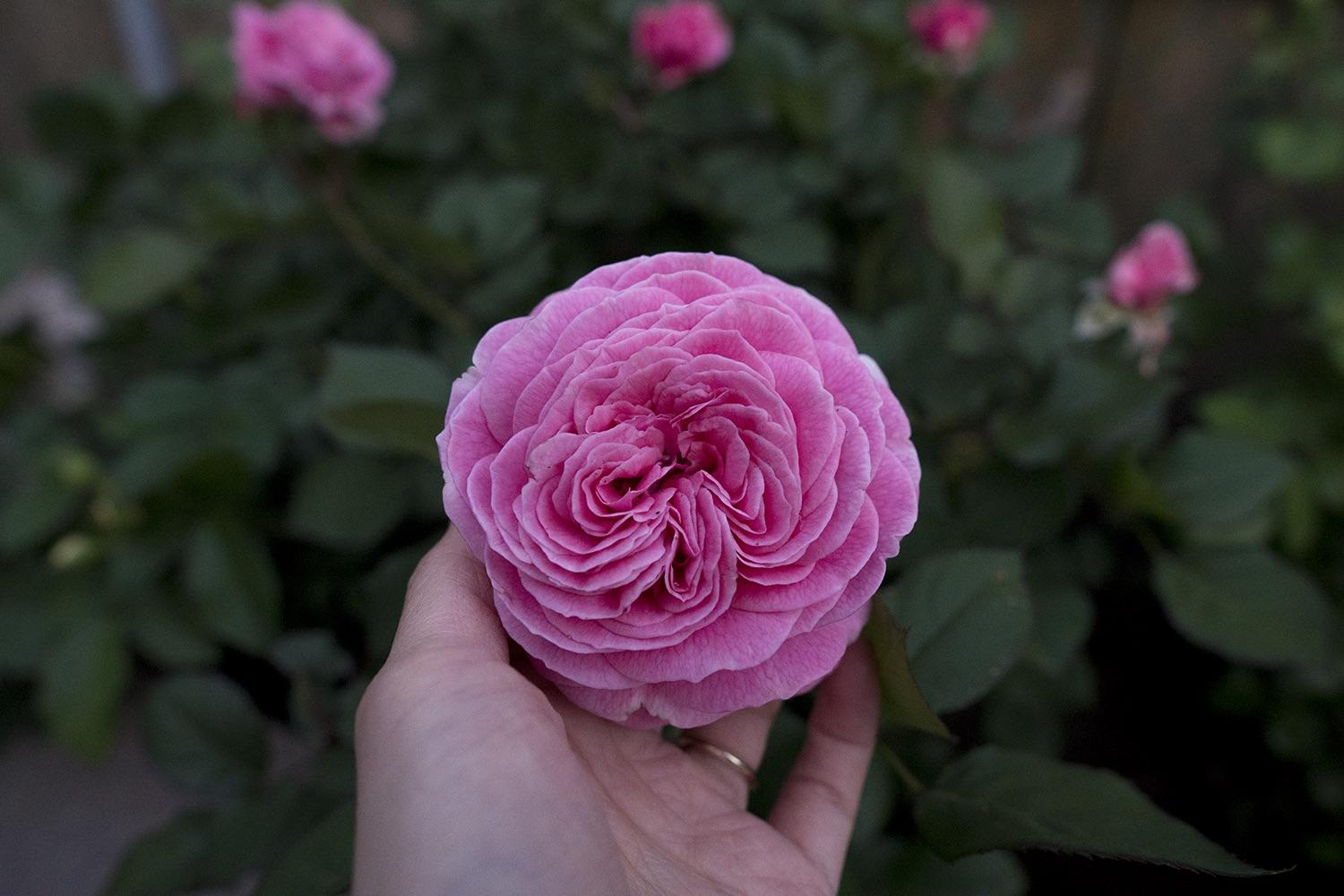 Summer Romance